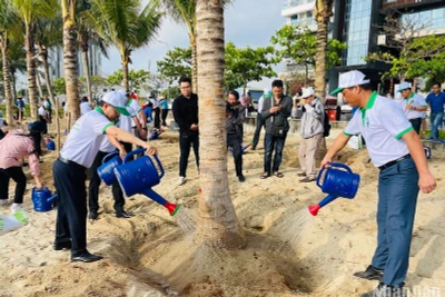 Thành phố Đà Nẵng ra quân trồng thêm nhiều cây dừa dọc bãi biển, sáng ngày 24/2. Ảnh: ANH ĐÀO