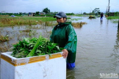 Các hộ dân chạy đua với lũ, vớt vát số rau màu còn lại sáng ngày 15/10. (Ảnh ANH ĐÀO)