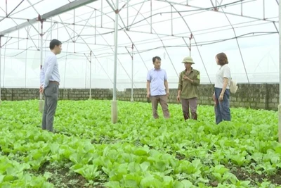 Mô hình trồng rau theo tiêu chuẩn VietGAP tại huyện Tam Đường, tỉnh Lai Châu.