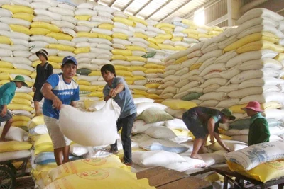 Năm 2025, các doanh nghiệp xuất khẩu gạo sẽ gặp nhiều khó khăn do nguồn cung tăng.