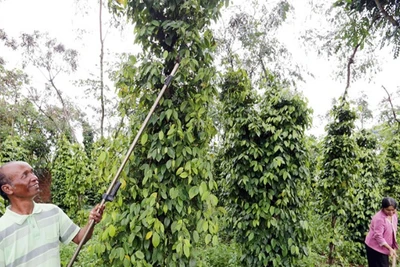 Sản lượng hồ tiêu toàn cầu năm 2025 được dự báo tiếp tục giảm so với năm 2024.