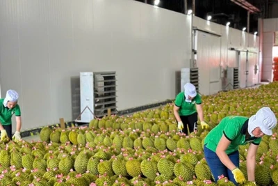 Sầu riêng hiện là mặt hàng đóng góp lớn nhất vào kim ngạch xuất khẩu rau quả của Việt Nam. 