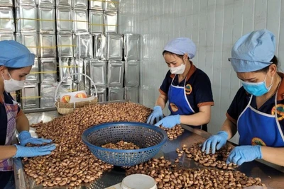 Nhu cầu tiêu thụ hạt điều trên thế giới dự báo tăng mạnh trong năm 2025.