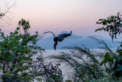 Một chú voọc tinh nghịch chuyền cành trong ánh hoàng hôn.