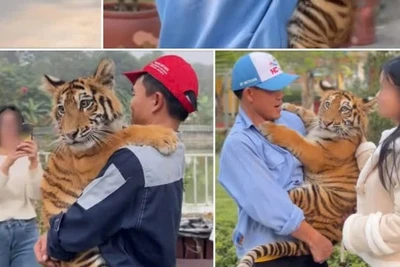 Hình ảnh chú hổ tiếp xúc với người tại Khu du lịch sinh thái Hòn Nhạn được đăng tải lên mạng xã hội.