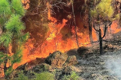 Vụ cháy rừng xảy ra ở khoảnh 1, tiểu khu 1018, xã Thượng Tân Lộc, huyện Nam Đàn từ sáng ngày 12/7 đến sáng ngày 13/7/2023 đã thiêu rụi hơn 10ha rừng đặc dụng, rừng phòng hộ và rừng sản xuất. Tàn thuốc lá được nhận định là nguyên nhân gây ra vụ cháy rừng nghiêm trọng này. Ảnh: Quang Lịch