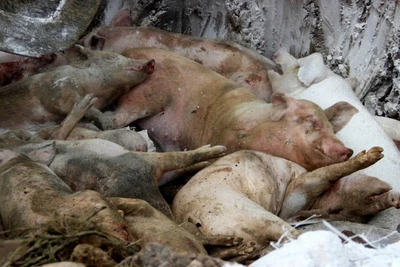 Trên địa bàn tỉnh Nghệ An còn 53 ổ dịch tả lợn châu Phi chưa qua 21 ngày.