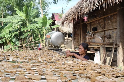 Bản Khe Búng và bản Cò Phạt có tổng số 243 hộ thì có đến 235 hộ nghèo, chiếm tỷ lệ 96,7%. 