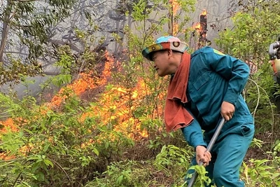 Ngọn lửa bùng phát trở lại ở khu vực rừng thuộc xóm Tân Phong, xã Thanh Khai, huyện Thanh Chương vào sáng nay.