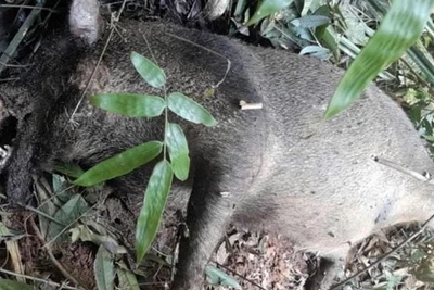 Một cá thể lợn rừng phát hiện chết trong Vườn quốc gia Pù Mát. (Ảnh: Ban quản lý Vườn quốc gia Pù Mát)