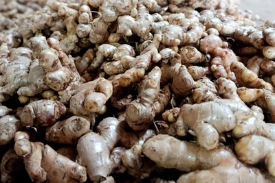 Sản phẩm gừng Kỳ Sơn được Cục Sở hữu trí tuệ cấp Giấy chứng nhận đăng ký chỉ dẫn địa lý từ năm 2019. Gừng Kỳ Sơn có 2 loại, gồm gừng dé và gừng sừng trâu.