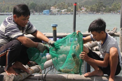 Người nuôi kiểm tra tôm hùm nuôi trong lồng bè vào mỗi buổi sáng.
