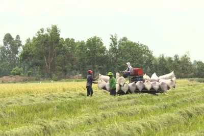 [Video] Giá xuất khẩu gạo tiếp tục tăng, dù nguồn cung dồi dào