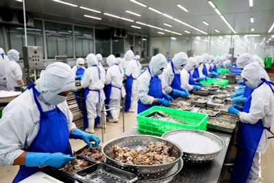 Sơ chế tôm xuất khẩu tại Công ty Phát triển Kinh tế Duyên Hải - COFIDEC, Khu công nghiệp Vĩnh Lộc, huyện Bình Chánh, Thành phố Hồ Chí Minh. 