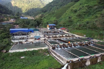 Với tiềm năng, thế mạnh tự nhiên sẵn có, nuôi cá nước lạnh đang được Lai Châu quy hoạch thu hút các cá nhân, doanh nghiệp vào đầu tư. 