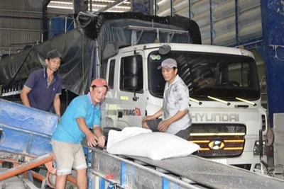 Thị trường xuất khẩu gạo đang khá trầm lắng.