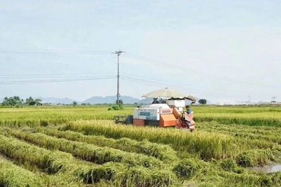 Máy gặt hoạt động hết công suất thu hoạch lúa hè thu chạy bão ở huyện Nam Đàn.