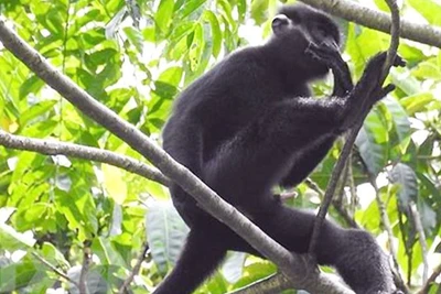 Một cá thể trong đàn voọc gáy trắng quý hiếm sinh sống tại vùng rừng núi tự nhiên, thuộc địa bàn bản Cha Ly và Sê Pu, xã Hướng Lập. (Ảnh: nhandan.vn)