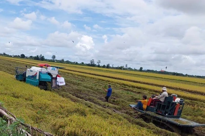 Thu hoạch lúa tại huyện Vĩnh Thạnh, thành phố Cần Thơ. (Ảnh HÀ ANH)