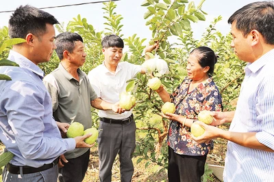 Sản phẩm ổi sạch được trồng trên địa bàn xã Nghĩa Hòa.