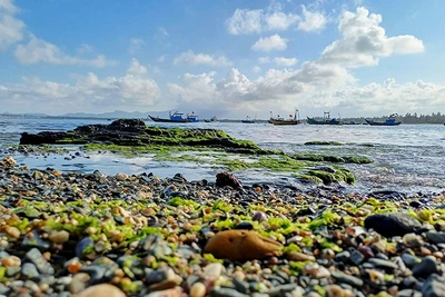 Khu vực xã đảo Tam Hải là một trong những vùng đa dạng sinh học cao của tỉnh Quảng Nam.