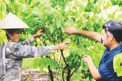 Nông dân bản Lếch, xã Cò Nòi, huyện Mai Sơn chăm sóc na theo hướng hữu cơ.