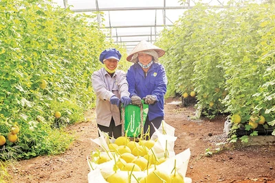 Trồng dưa lưới xuất khẩu tại Khu Nông nghiệp công nghệ cao An Thái (huyện Phú Giáo, tỉnh Bình Dương) của Công ty cổ phần Nông nghiệp U&I (Unifarm). 