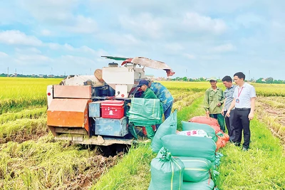 Xã viên Hợp tác xã Nam Cường, xã Khánh Cường, huyện Yên Khánh thu hoạch lúa. 