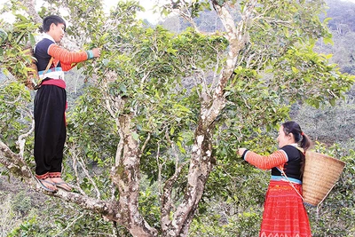 Đồng bào H’Mông bản Bẹ, xã Tà Xùa thu hái chè trên những cây chè shan tuyết cổ thụ.