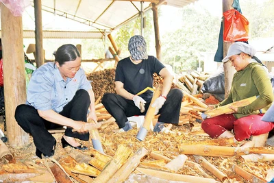 Chế biến quế tươi xuất khẩu ở HTX Tâm Hợi, huyện Bảo Thắng, tỉnh Lào Cai.