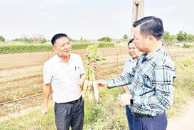 Khảo sát quy trình sản xuất tại Hợp tác xã dịch vụ nông nghiệp Đông Cao, thôn Đông Cao, xã Tráng Việt, huyện Mê Linh. (Ảnh Bảo Duy)