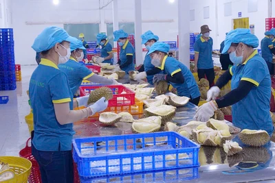 Chế biến sầu riêng cấp đông tại Công ty TNHH Minh Hàng, xã Đức Liễu, huyện Bù Đăng, tỉnh Bình Phước. (Ảnh NHẤT SƠN)