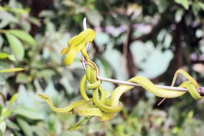 Rắn lục đuôi đỏ-loài được nuôi, bảo tồn số lượng rất lớn tại Trại rắn Đồng Tâm.