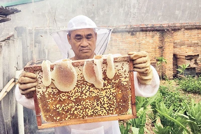 Một “cầu” ong đủ tiêu chuẩn để thu hoạch mật.