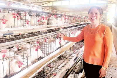 Mô hình chăn nuôi gà đẻ trứng tại Tổ hợp tác chăn nuôi gà Hợp Phát.