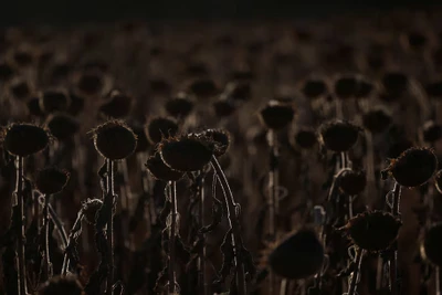 Hoa hướng dương bị chết khô trong đợt nắng nóng khi nhiệt độ lên tới hơn 36 độ C ở một cánh đồng gần Sankt Andrae, Áo.