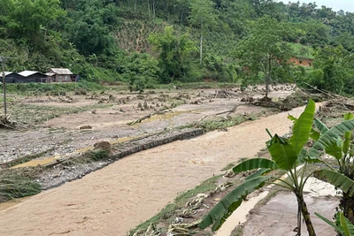 Diện tích lúa, ngô, bí xanh tại huyện Ba Bể bị vùi lấp, gẫy đổ. Ảnh: TTXVN