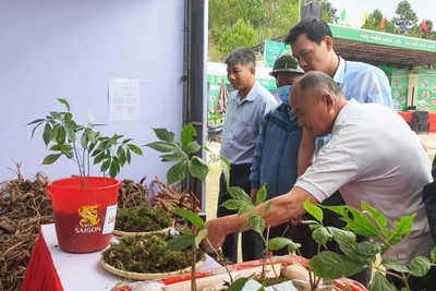 Gian hàng trưng bày, giới thiệu và bán sâm Ngọc Linh thu hút đông đảo người dân tham quan, mua sắm.