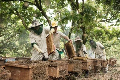 Trang trại nuôi ong đạt chuẩn của Honeco.