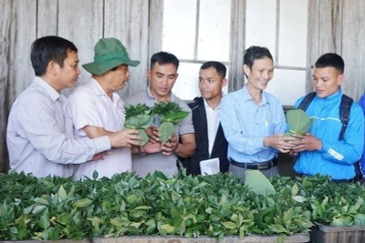 Trao cây giống sâm Ngọc Linh (đợt 1) cho các hộ dân ở huyện Nam Trà My.