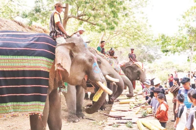 Chung tay bảo tồn voi 