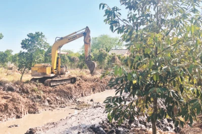 Người dân xã Sơn Định (huyện Chợ Lách) đào ao chứa nước ngọt trong mùa hạn mặn.