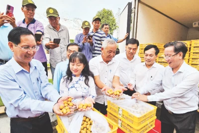 Lô thanh nhãn của Tổ hợp tác Trạng Tí Garden chuẩn bị xuất khẩu sang thị trường Mỹ.