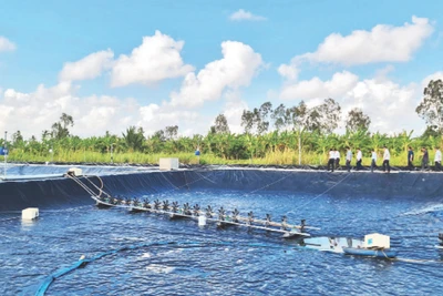 Ao nuôi tôm siêu thâm canh tuần hoàn nước khép kín tại xã Hưng Mỹ, huyện Cái Nước, tỉnh Cà Mau. Ảnh: Hữu Tùng