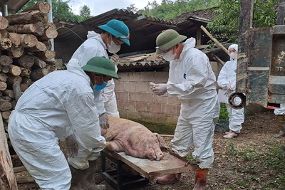 Tiêu hủy lợn nhiễm dịch tại xã Dương Sơn, huyện Na Rì. 