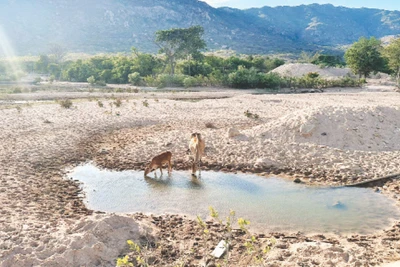Một hồ chứa nước trên địa bàn tỉnh Ninh Thuận đã cạn kiệt.