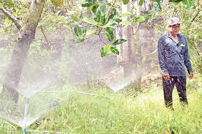 Tưới phun mưa cho vườn cây ăn quả được nông dân xã Mỹ Thành Bắc, huyện Cai Lậy ứng dụng rộng rãi.