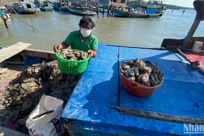 Nông dân huyện Cần Giờ khai thác thủy sản.