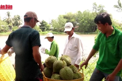 [Video] Thêm 960 mã số sầu riêng được phép xuất khẩu sang Trung Quốc