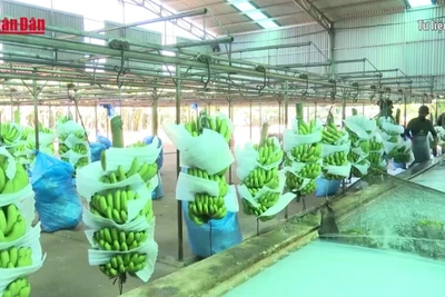 [Video] Sản phẩm chuối Gia Lai chinh phục các thị trường khó tính
